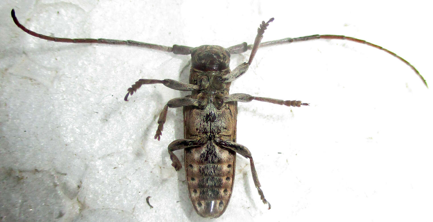 Image of Prosopocera (Dalterus) blairiella Breuning 1936