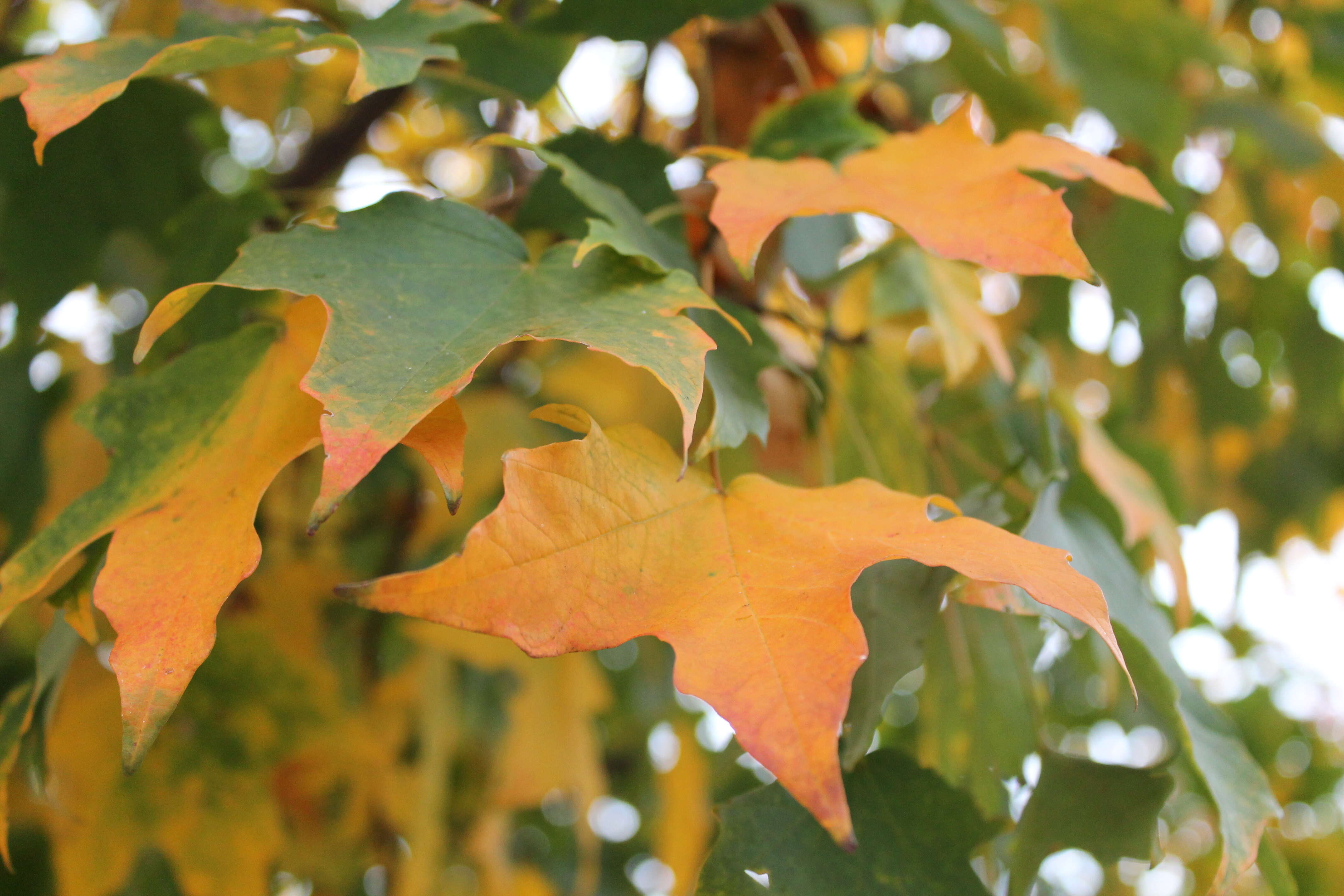 Image of Black Maple