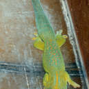 Image de Gecko diurne à gorge jaune