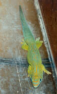 Image of Yellow-throated Day Gecko