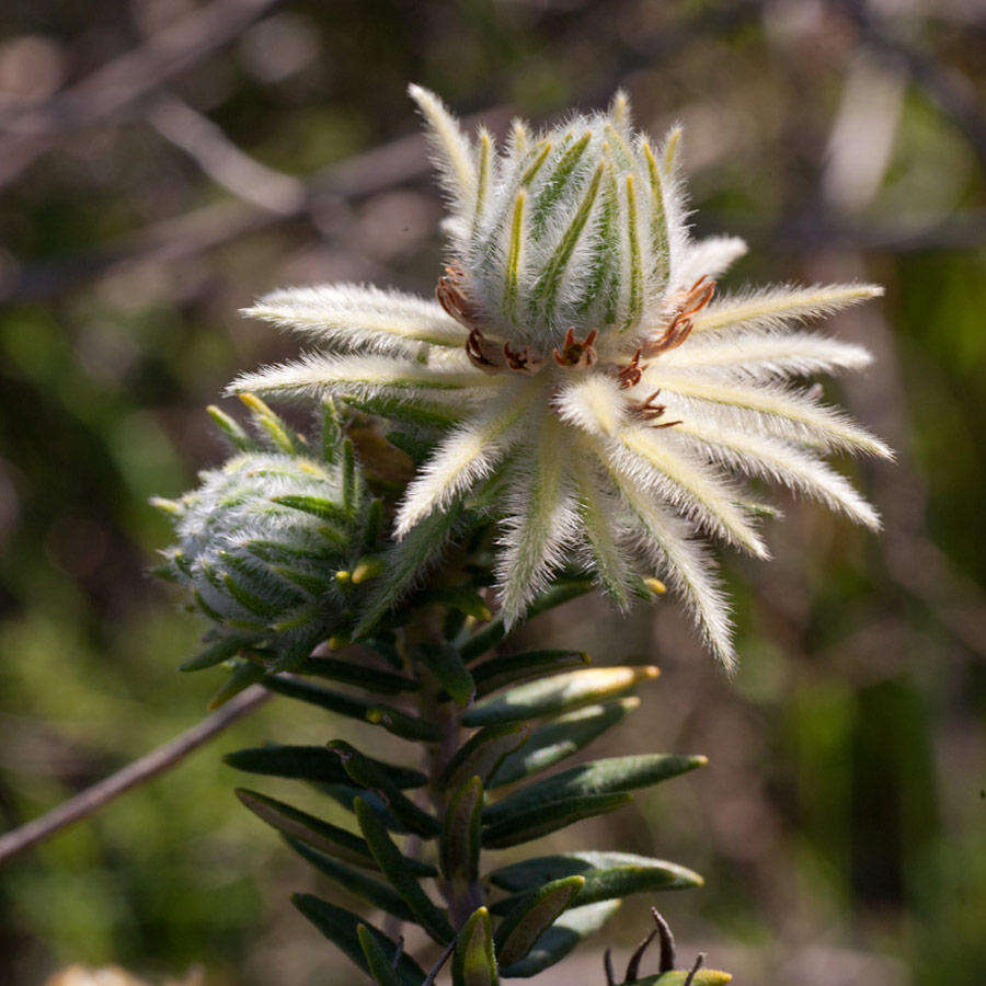 Image of Phylica plumosa var. plumosa