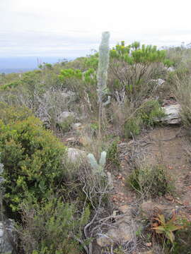 Image of Athanasia pinnata L. fil.