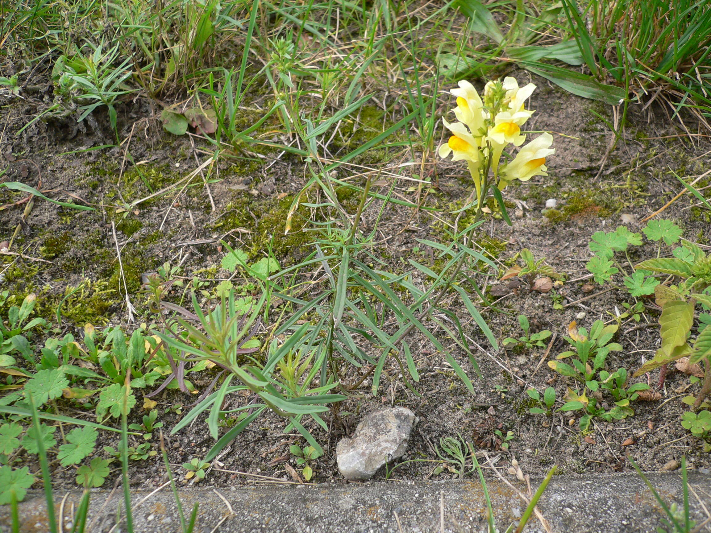 Image of Common Toadflax