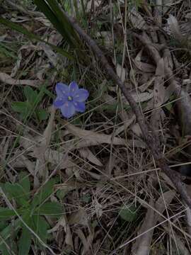 Chamaescilla corymbosa var. corymbosa resmi