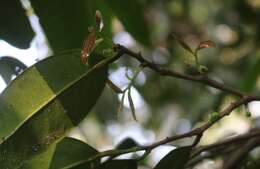 Plancia ëd Sageraea laurina Dalzell