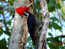 Image of Pale-billed Woodpecker