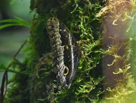 Image of Caligo oberthuerii Deyrolle 1872