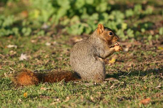 Image of Sciurus subgen. Sciurus Linnaeus 1758