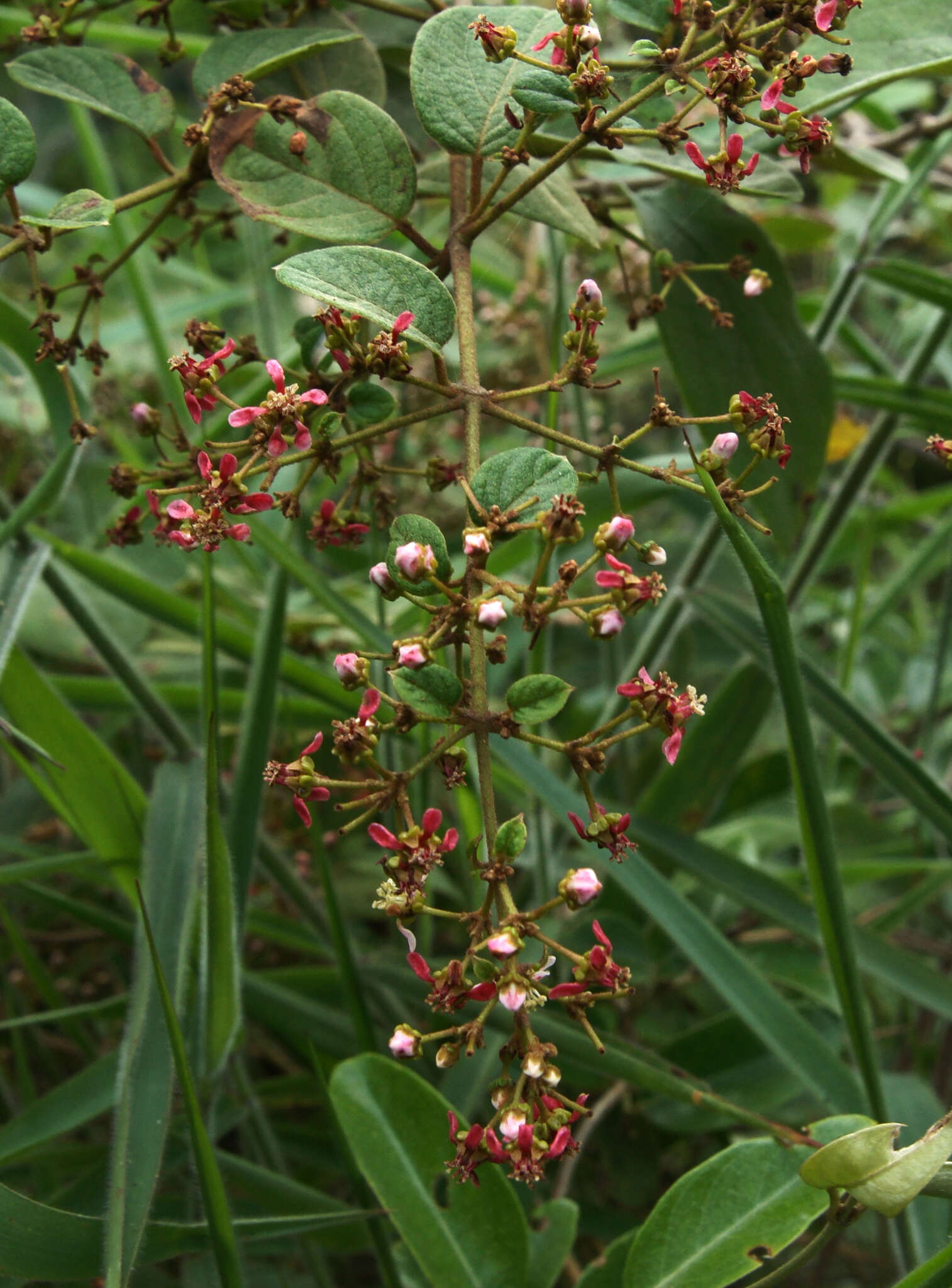 Plancia ëd Heteropterys brachiata (L.) DC.