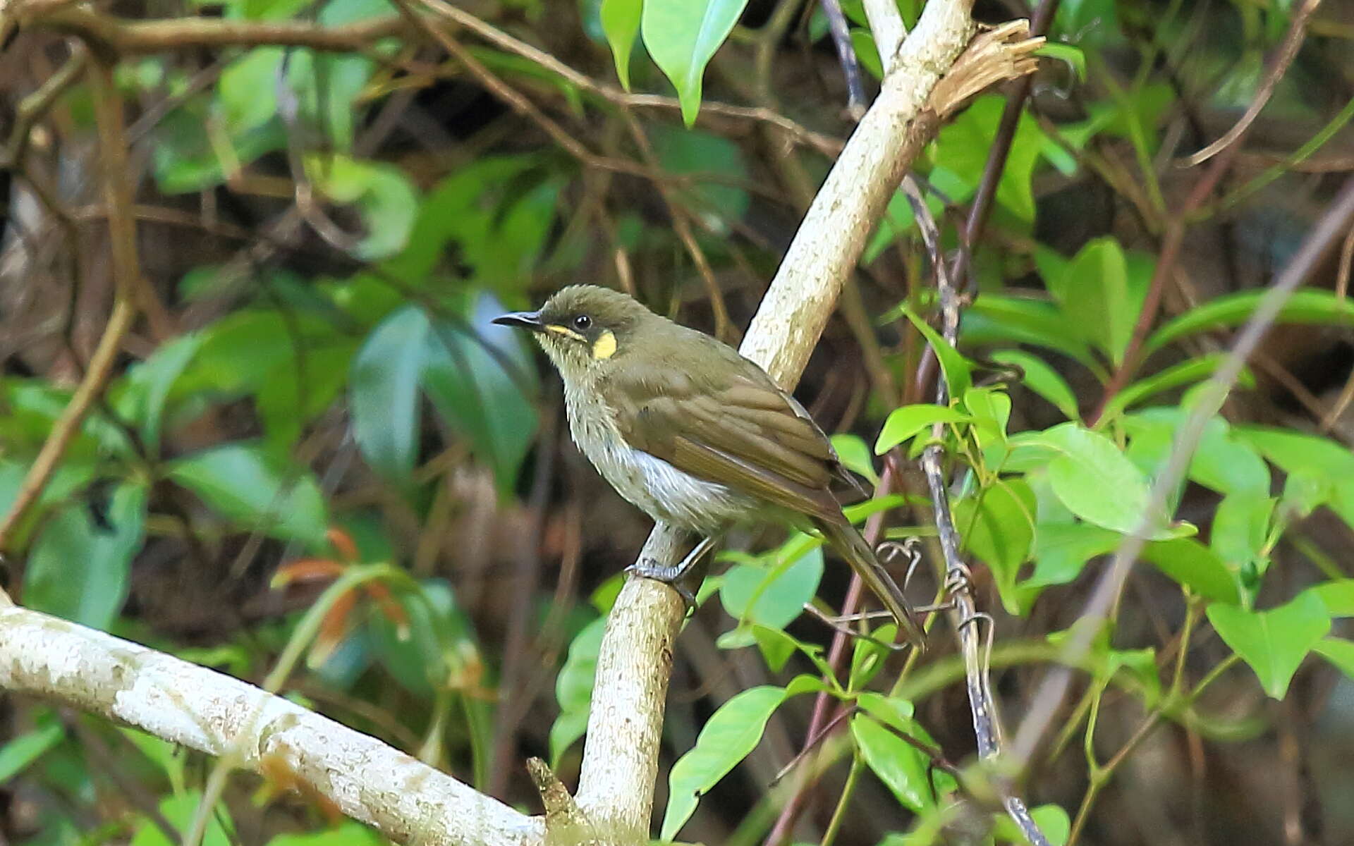 Image of Yellow-spotted Honeyeater