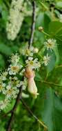 Plancia ëd Taphrina confusa (G. F. Atk.) Giesenh. 1895