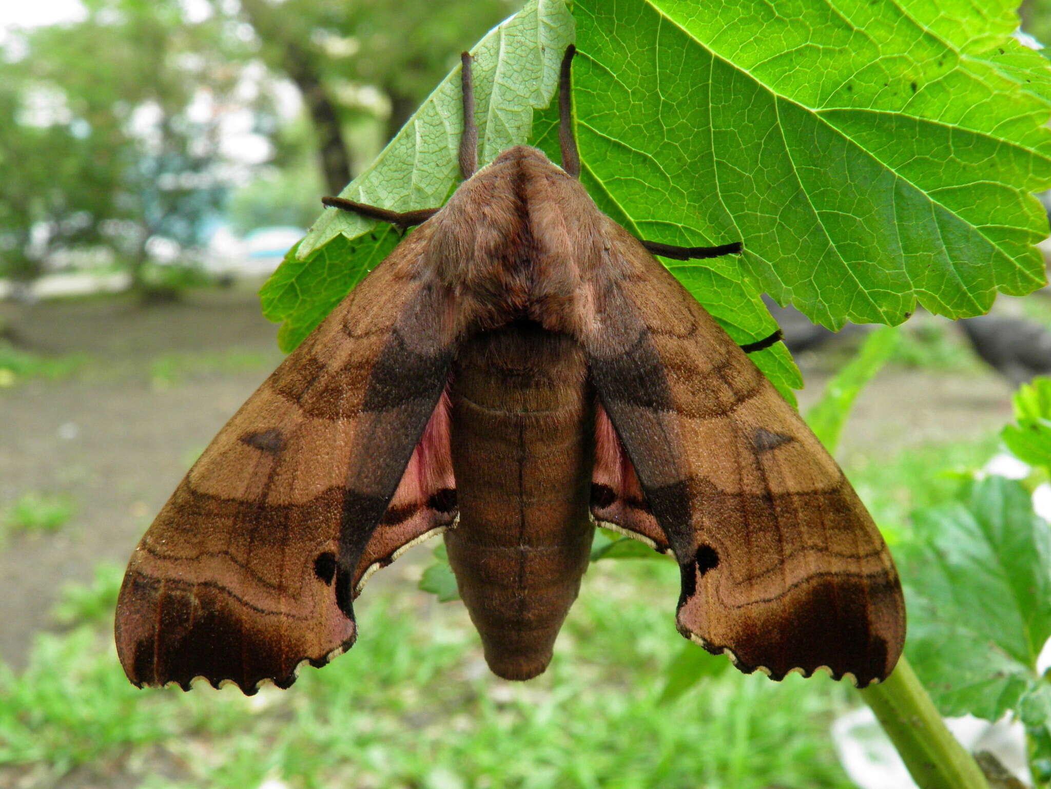 Image of Marumba gaschkewitschii (Bremer & Grey 1853)