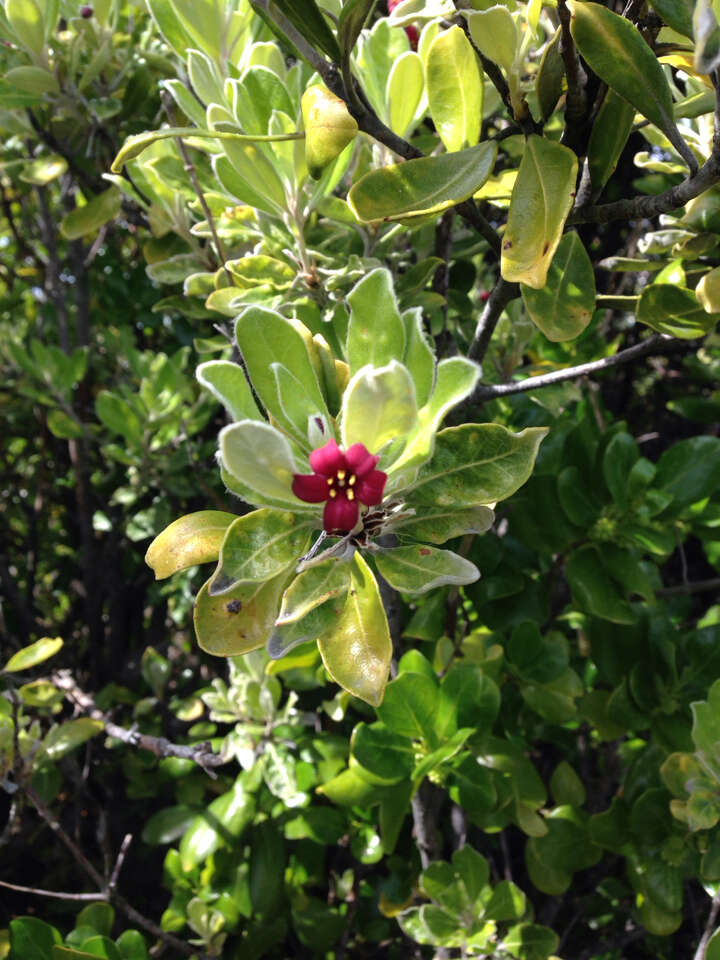 Image de Pittosporum crassifolium Banks & Sol. ex A. Cunningham