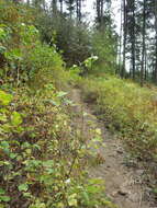 Image of common snowberry