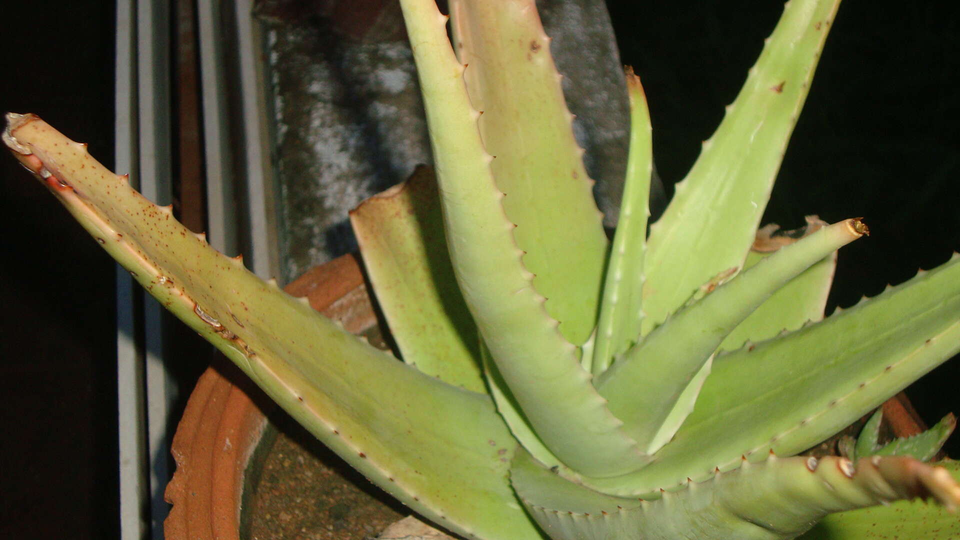 Image of Aloe vera