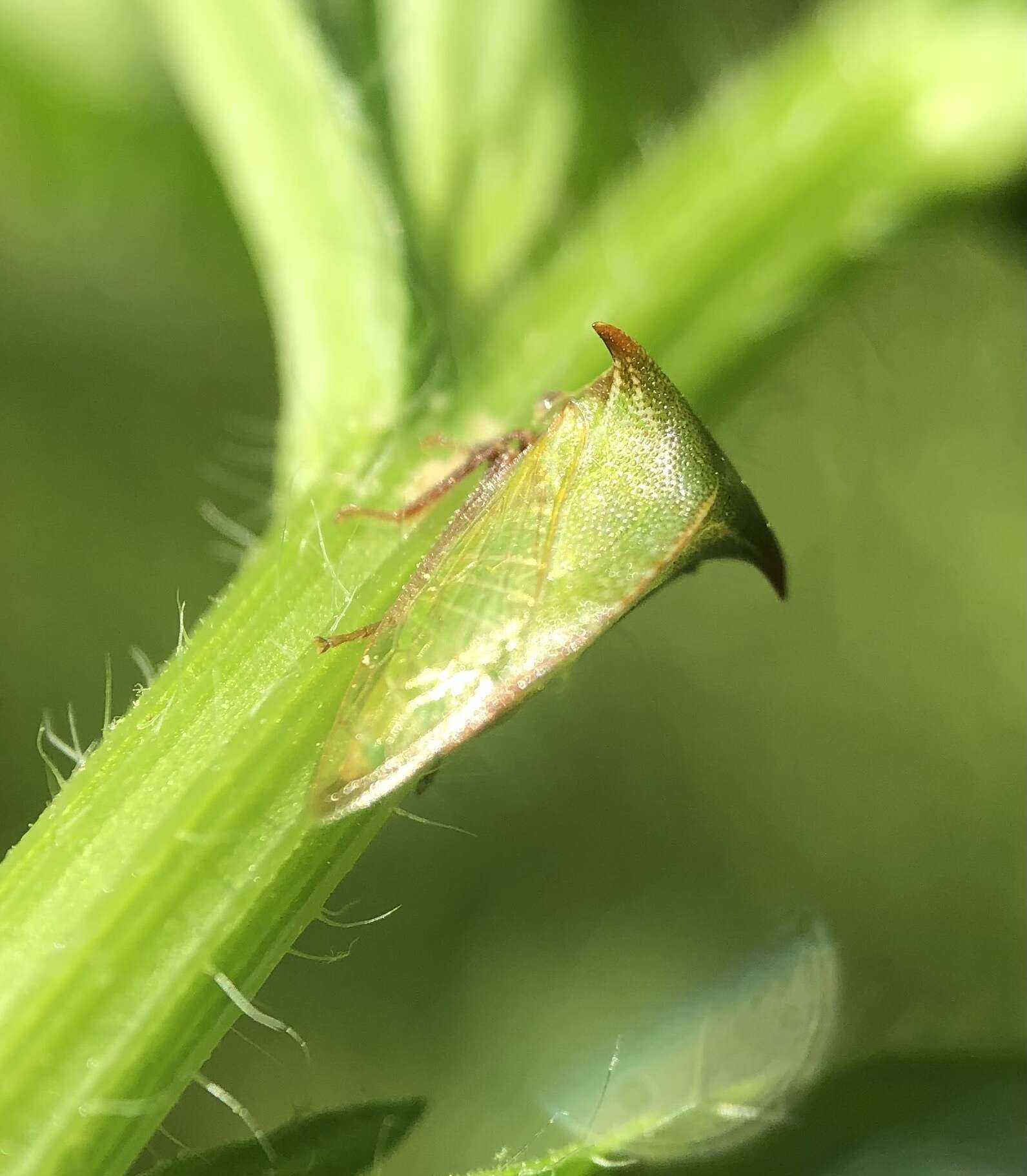 Image of Stictocephala brevitylus Van Duzee