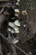 Image of Trametes maxima (Mont.) A. David & Rajchenb. 1985