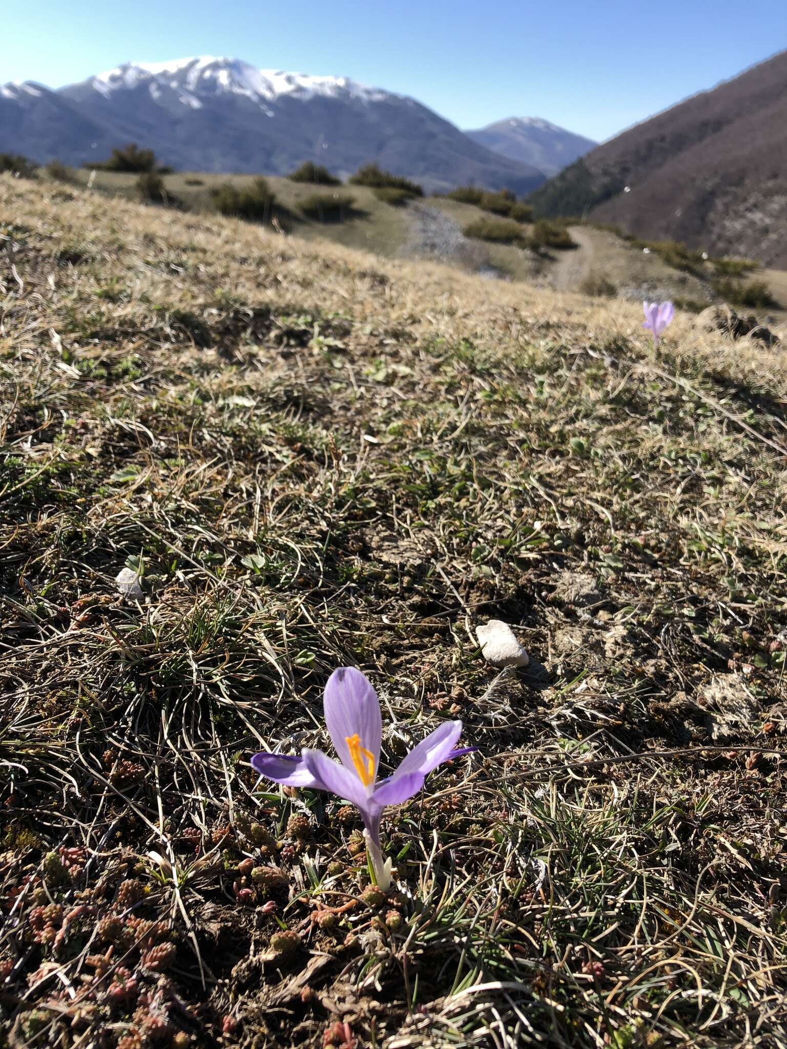 Image of Crocus neapolitanus (Ker Gawl.) Loisel.