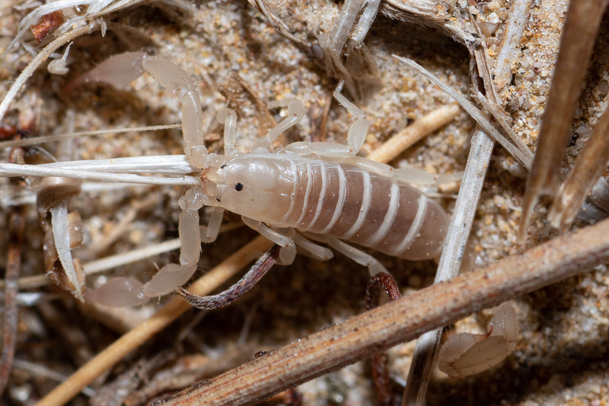 صورة <i>Catalinia castanea</i>