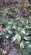 Sivun Persicaria filiformis (Thunb.) Nakai kuva