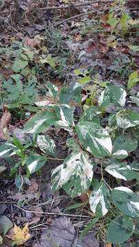 Image of Persicaria filiformis (Thunb.) Nakai