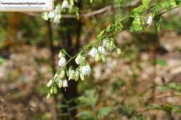 Imagem de Adenophora capillaris subsp. paniculata (Nannf.) D. Y. Hong & S. Ge