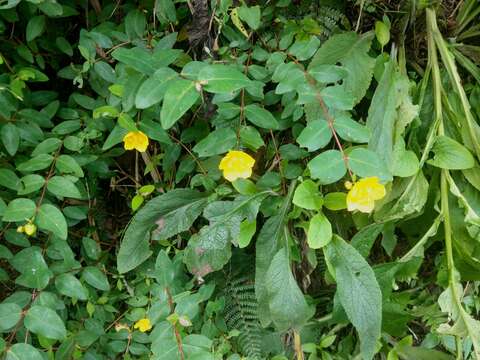 Image of Hypericum