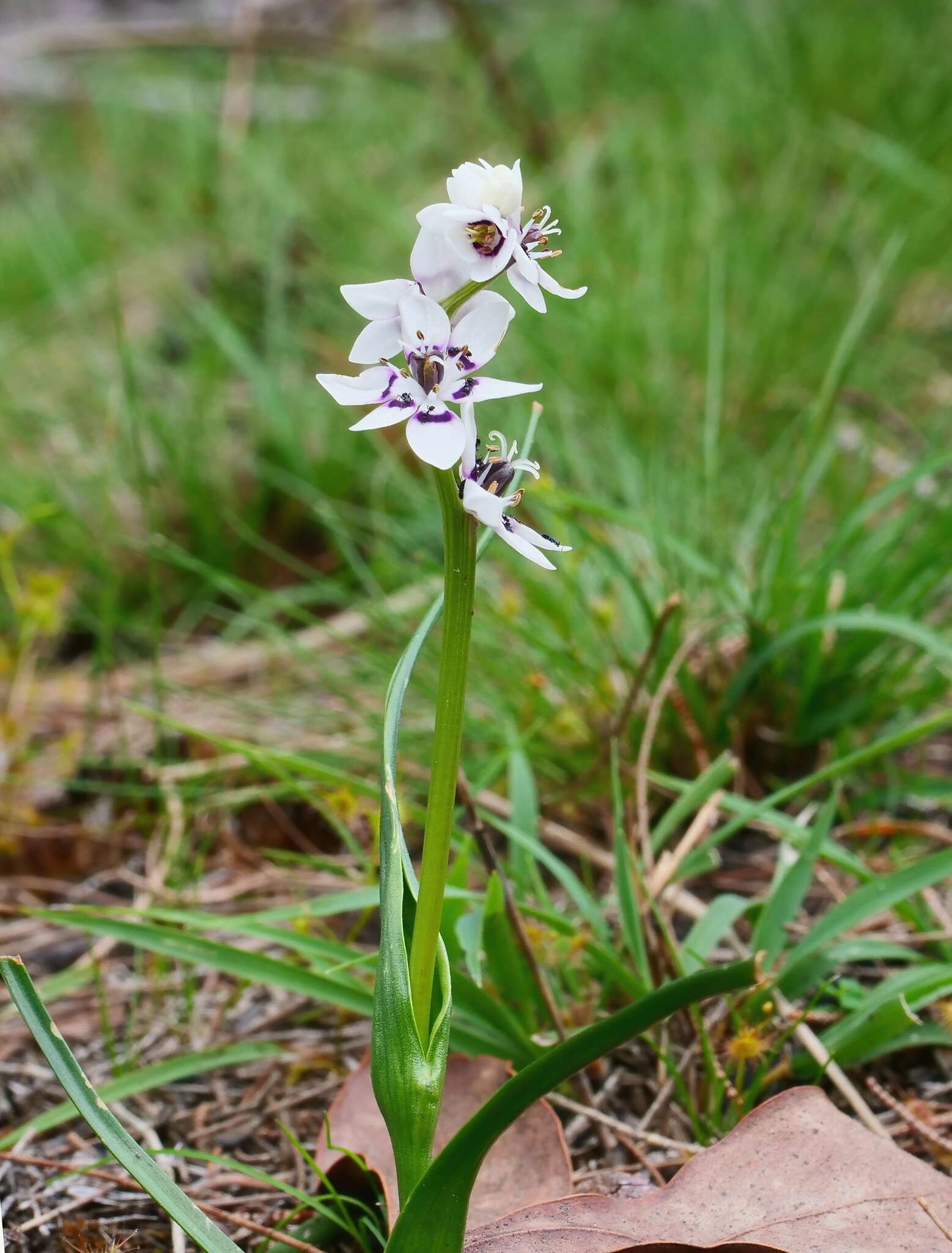 صورة Wurmbea dioica subsp. dioica