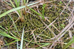 Image of paludella moss