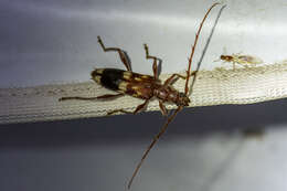 Image of Coptocercus tricolor Wang 1995
