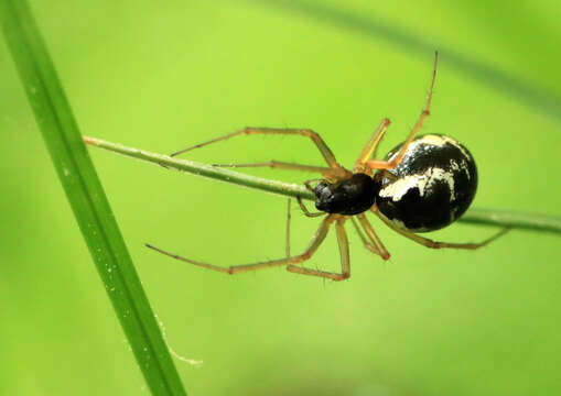 Linyphia hortensis Sundevall 1830 resmi