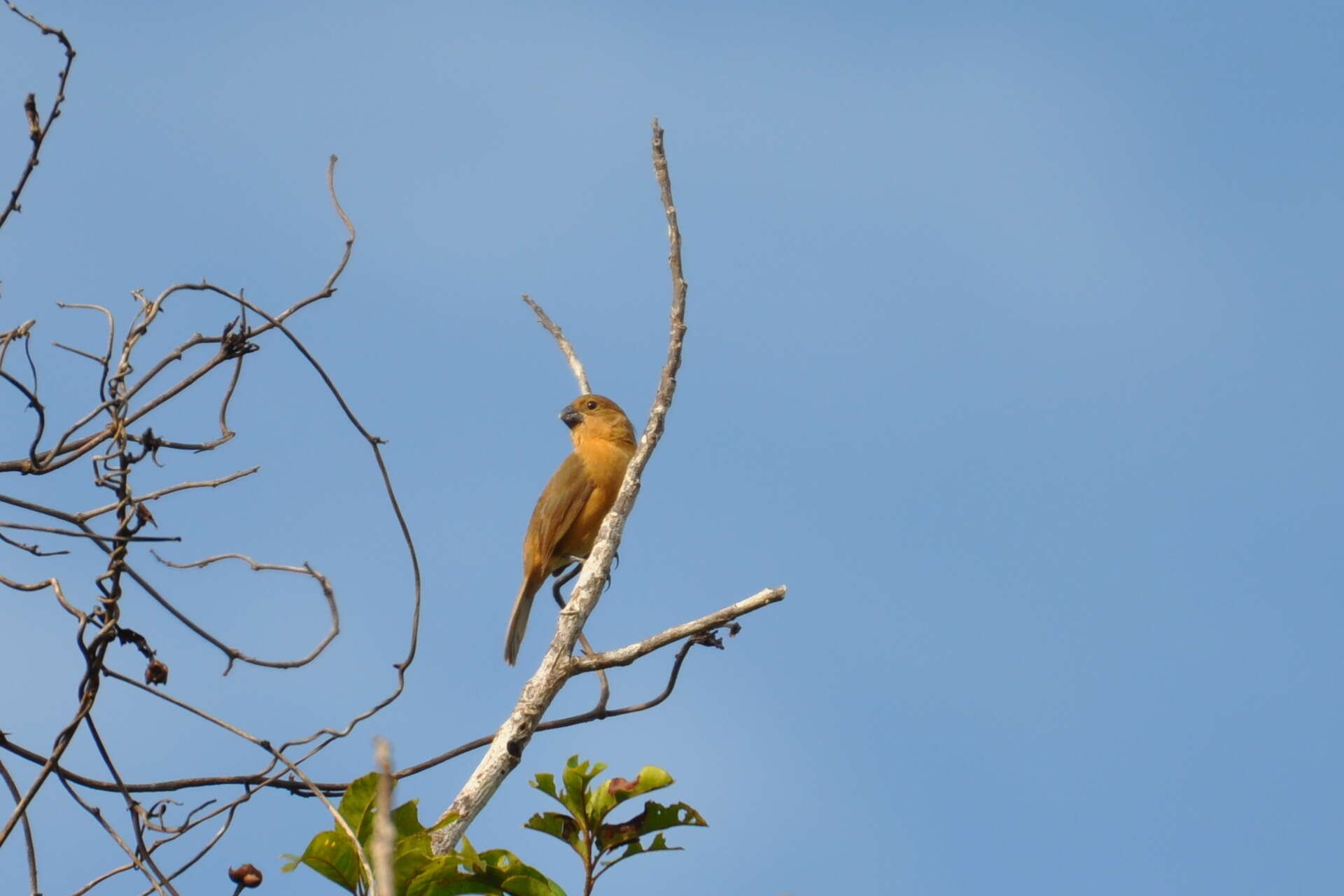 صورة Sporophila leucoptera (Vieillot 1817)