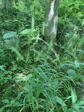 صورة Elymus macgregorii R. E. Brooks & J. J. N. Campb.