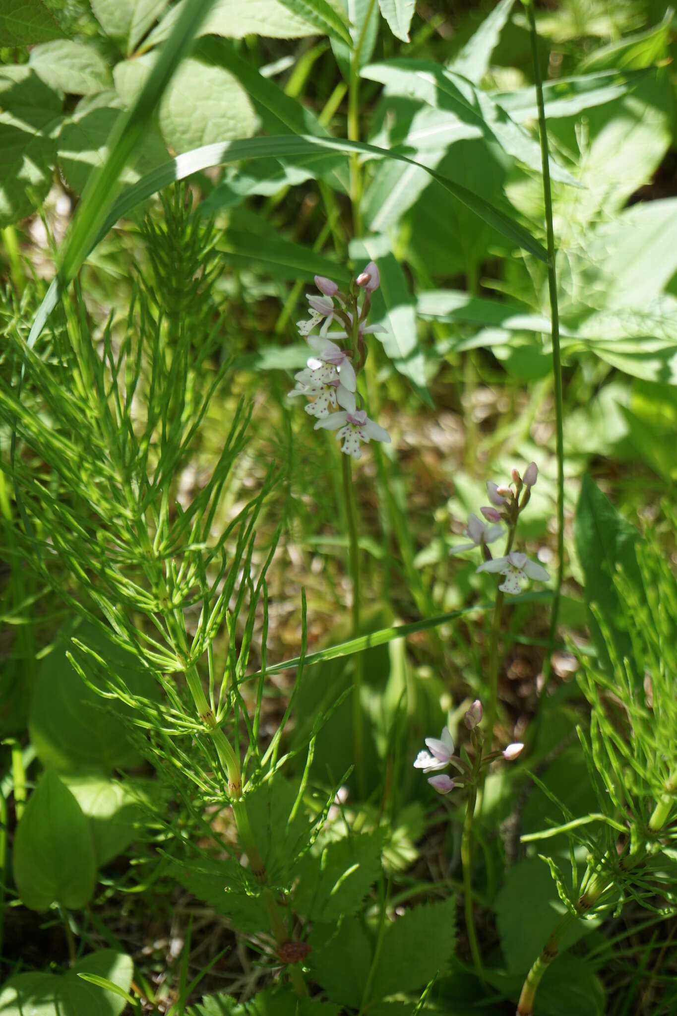 Galearis rotundifolia (Banks ex Pursh) R. M. Bateman resmi