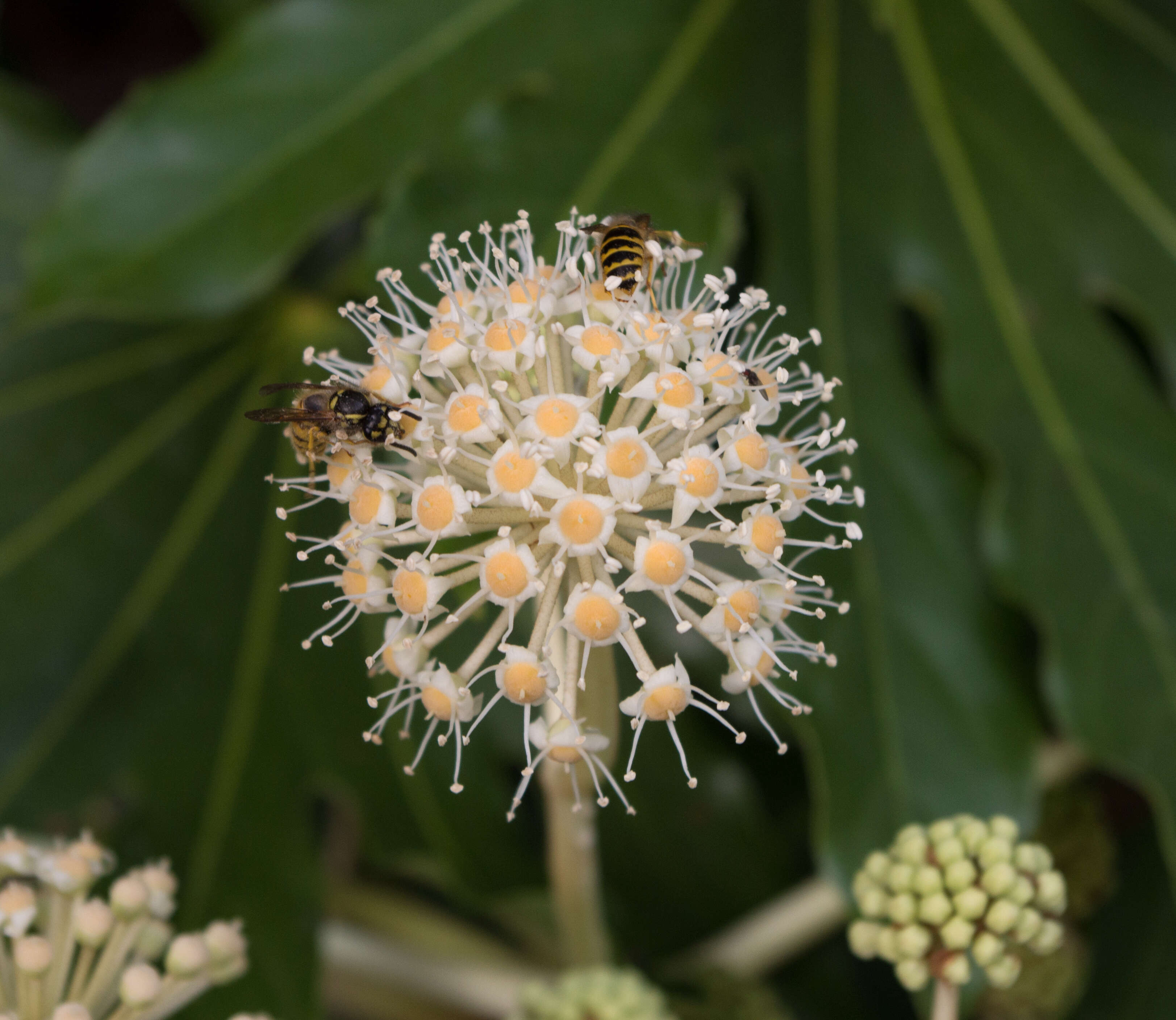 Image of fatsia