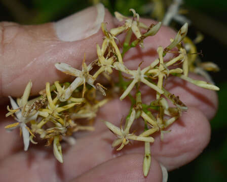 Image of Ixora timorensis Decne.