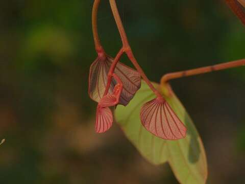 Image of Bauhinia foveolata Dalzell