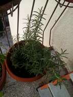 Image of Rosemary