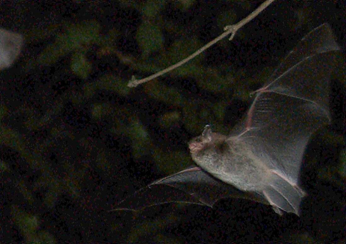 Image of Daubenton's Bat