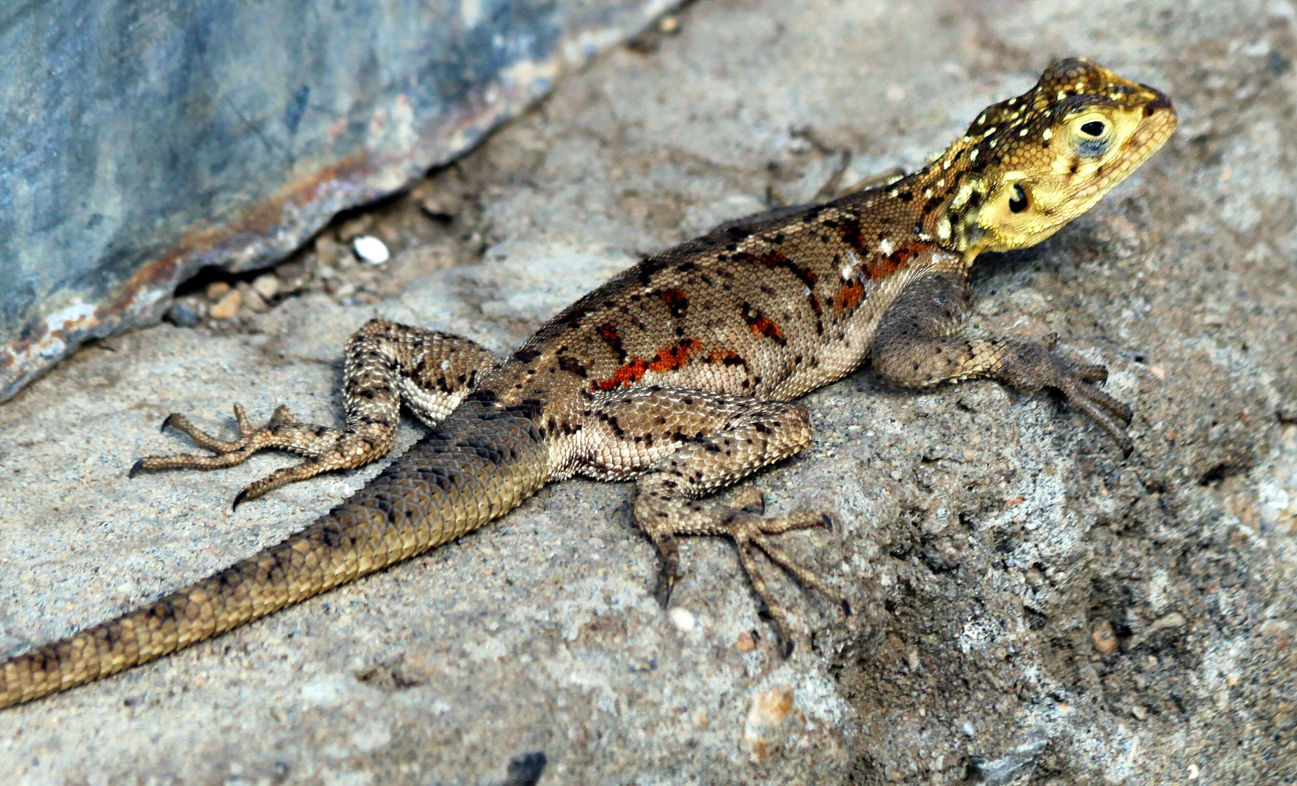 Image of Ground Agama