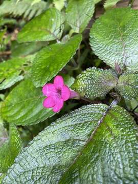 Image of Chrysothemis melittifolia