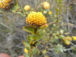 Plancia ëd Leucadendron coriaceum Philipps & Hutchinson