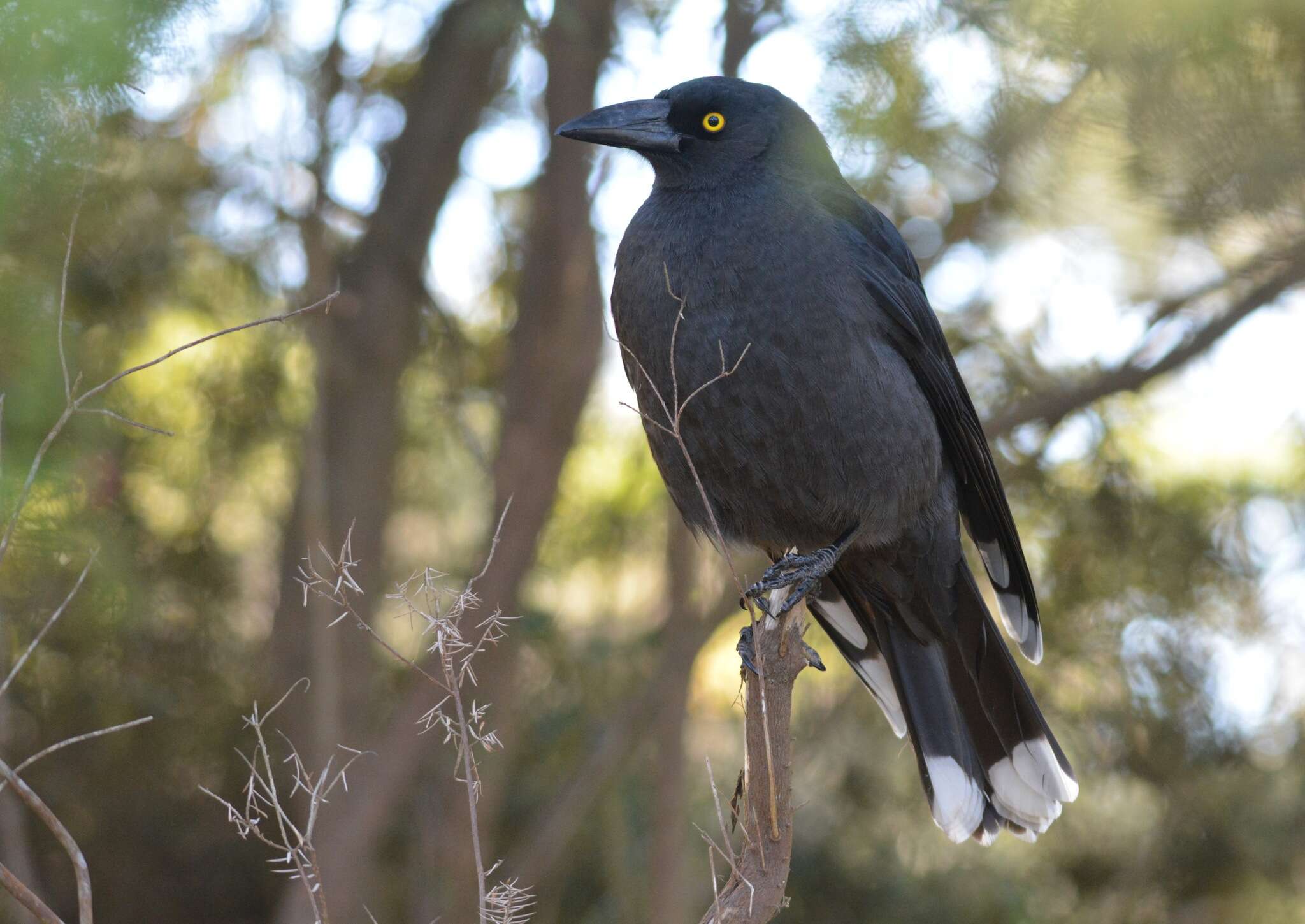 Image of Black Currawong