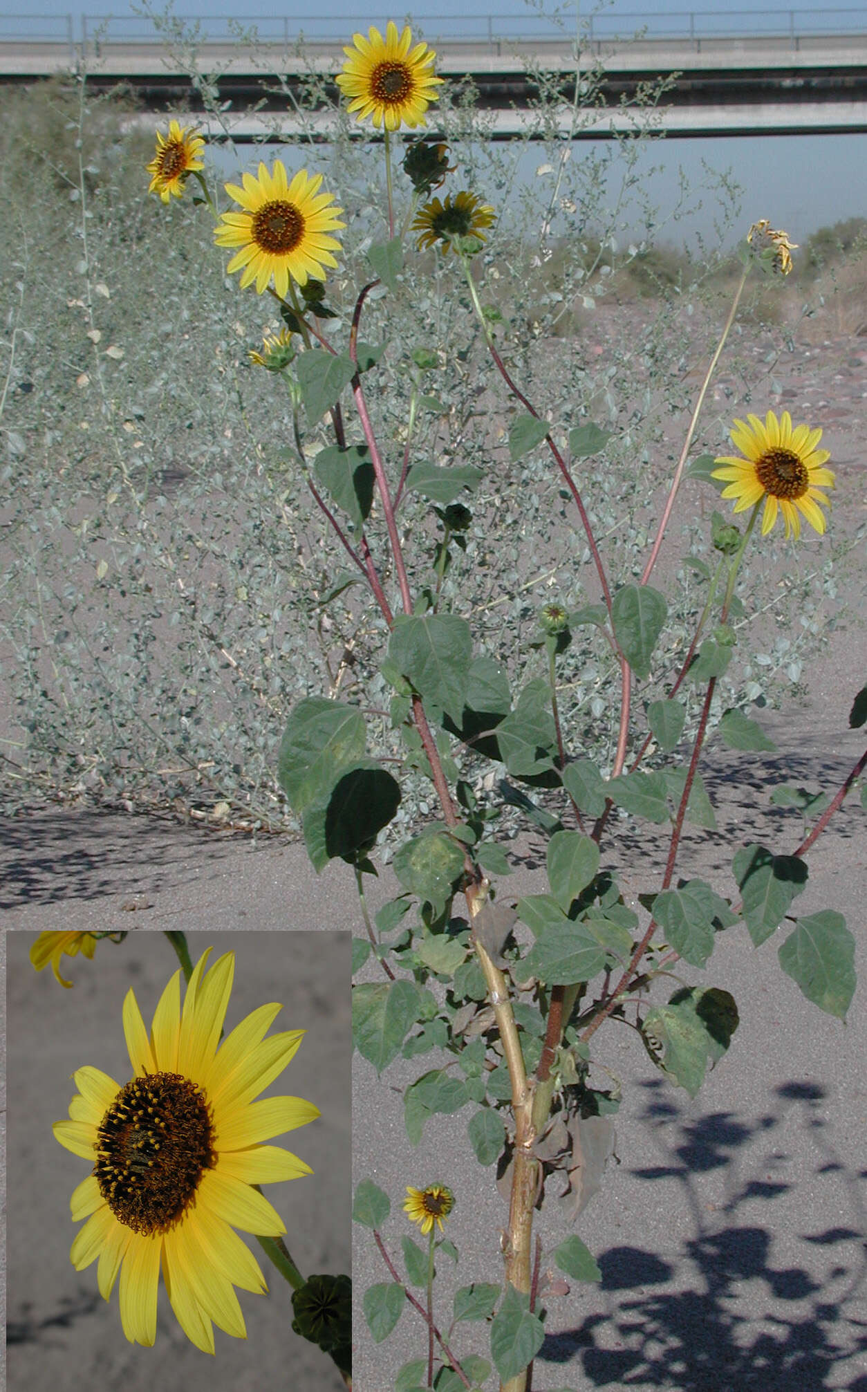 Image of common sunflower