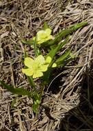 Imagem de Ranunculus alismifolius Geyer ex Benth.