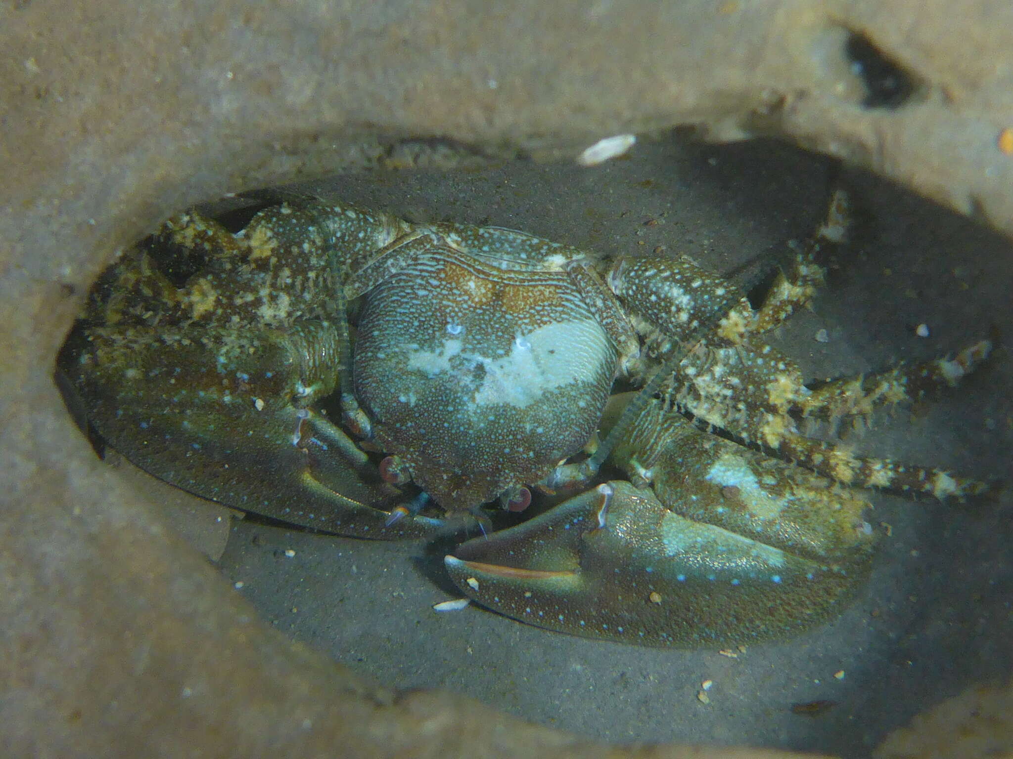 Image of chocolate porcelain crab