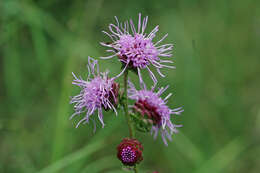 Слика од Liatris squarrulosa Michx.