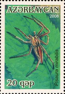 Image of Nursery-web spider