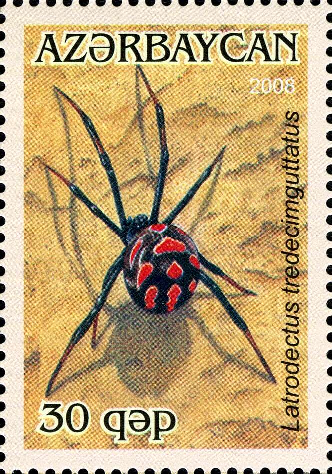 Image of Latrodectus tredecimguttatus (Rossi 1790)