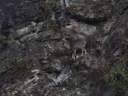 Image of Chinese Goral